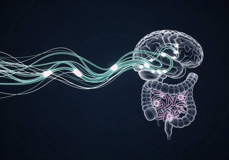 The Gut-Brain Axis: How Your Microbiome Influences Cognitive Performance
