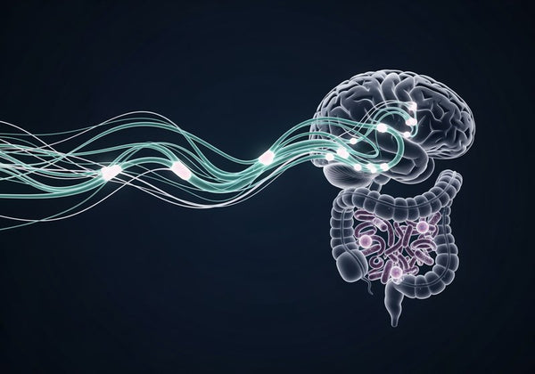 The Gut-Brain Axis: How Your Microbiome Influences Cognitive Performance