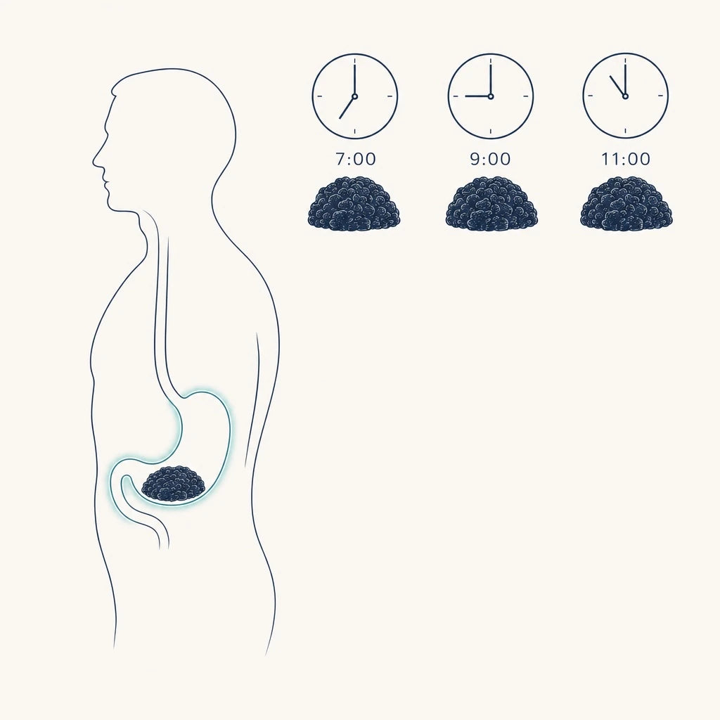 Illustration: a meal sitting unchanged in the stomach at 7:00, 9:00, and 11:00